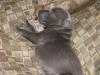 Molly pup 092611-08